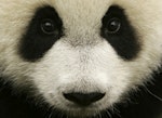 1463514789604521 giant panda r