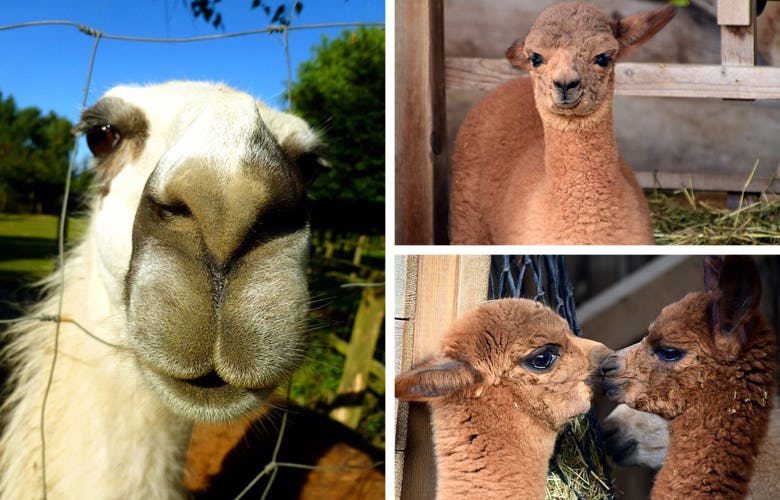 1503064158133132 alpaca2