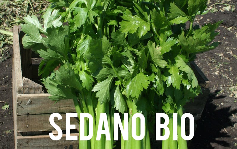 1573826190396188 sedbio
