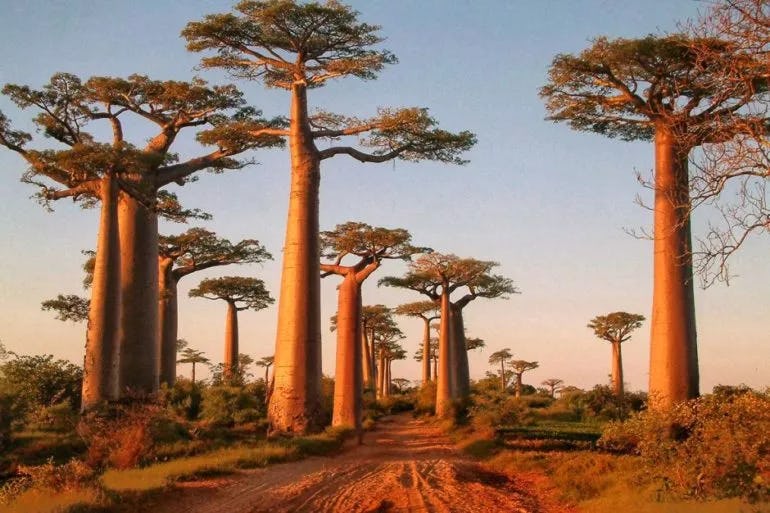 1591090681736499 baobab