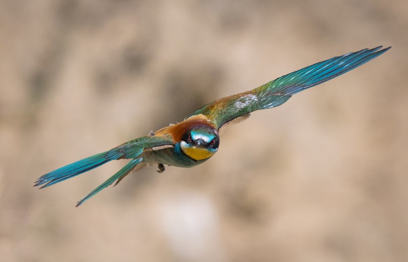 1614078127645386 foto di gruccioni martin pescatore gruccione in volo a caccia di insetti