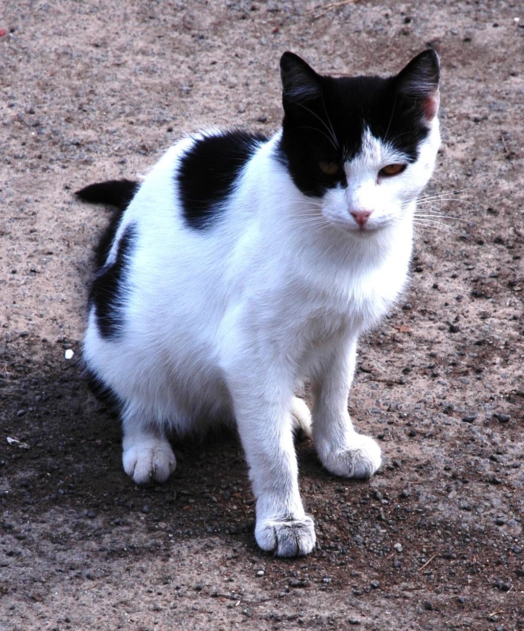 1631547987890572 ok oliver 5 