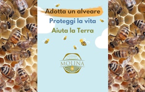 Alveare in casa: tutte le fasi per crearlo con successo