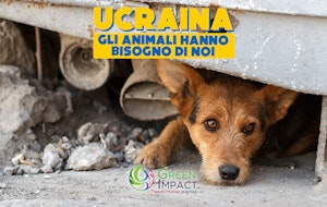 Ukraina - gli Animali hanno bisogno di aiuto.